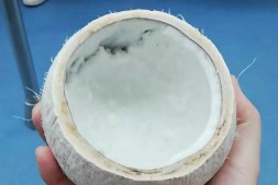 一颗椰子壳的半文艺进化史 | 梨花阁
